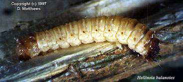 balanotes larva