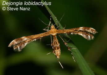 lobidactylus