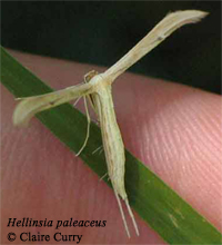 paleaceus